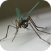 Mosquito Mash